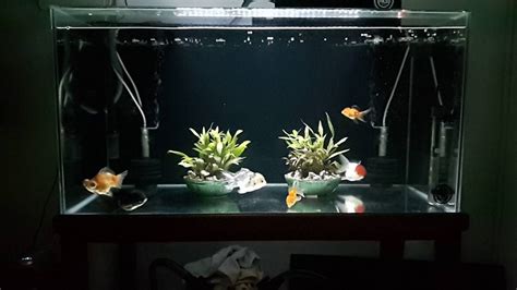 Goldfish aquarium set up - YouTube