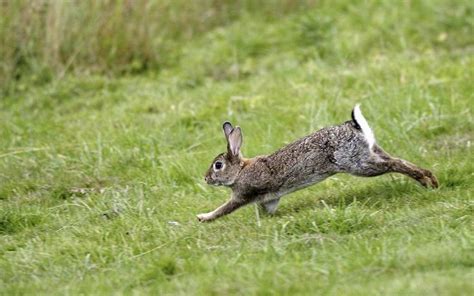 rabbit running - Google Search | Wild rabbit, Rabbit eating, Wild baby rabbits