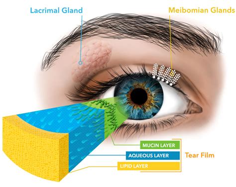 Dry Eye and MGD Services - Hill Vision Services