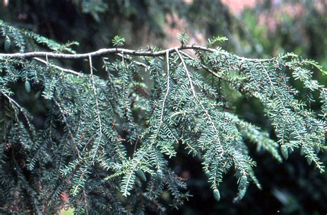 Tsuga canadensis | Landscape Plants | Oregon State University