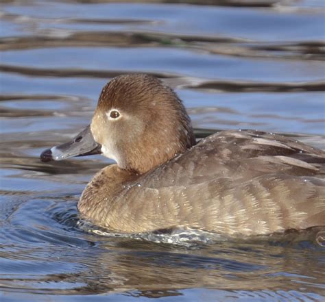 Redhead Ducks Gleam In Rare Winter Sunshine | Natural Crooks Ramblings