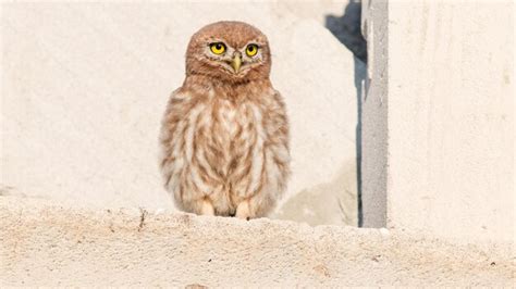 Premium Photo | Little owl