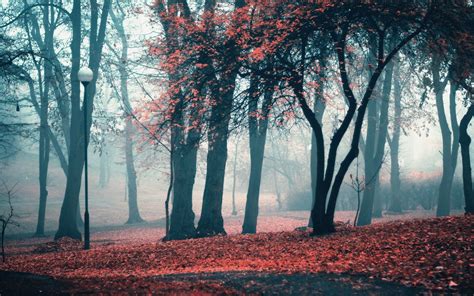 Canimando entre Bosques - Paisajes de Bosques | Fotos e Imágenes en ...