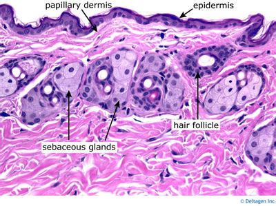 Integumentary System Histology - Skin (labels) - histology slide