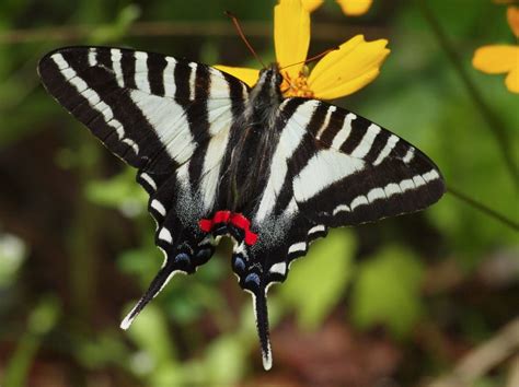 Zebra Swallowtail - Alabama Butterfly Atlas