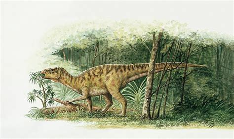 Rhabdodon Dinosaur Photograph by Deagostini/uig/science Photo Library