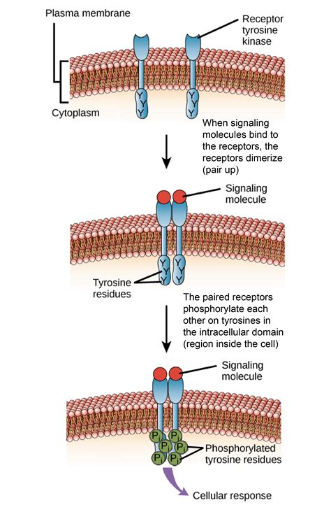 Epinephrine Has To Cross The Cell Membrane To Bind To Its Receptor In ...