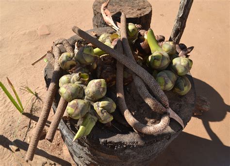 Making Palm Wine in Burma | Distilling Hard Liquor from Palm Tree