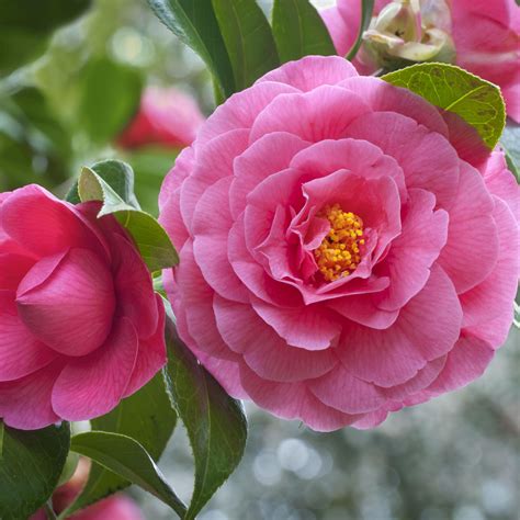 Pink Camellia Shrubs at Lowes.com