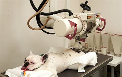 How Much Does Radiation Therapy Cost For Dogs