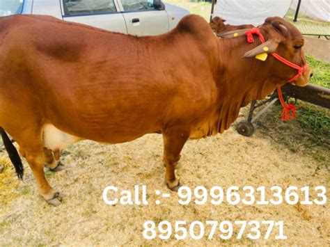 Sahiwal Cow at Best Price in Karnal, Haryana | Guru Kirpa Dairy Farm