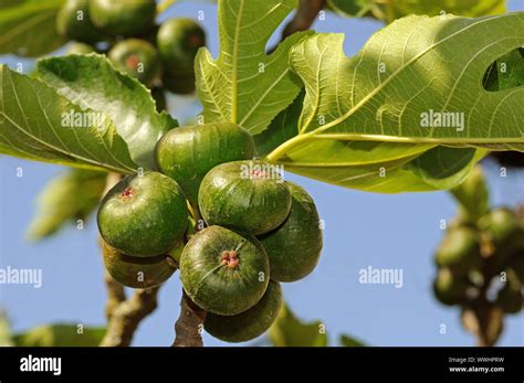 Fruits on the tree of the real fig Stock Photo - Alamy