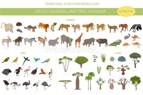 Tree Savanna and Grass Savanna Biome, Natural Region Isometric 3d Infographic. Woodland and ...