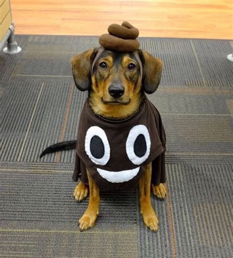 Cute Dog Costume for Halloween! | Pet halloween costumes, Cute dog ...