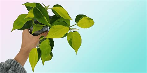 Philodendron Tag Primogif - vrogue.co