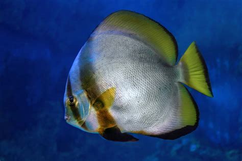 Ultimate Care Guide For Saltwater Creatures: Pinnatus Batfish - Aquariadise