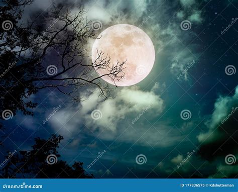 Moonlight Nature Wallpaper