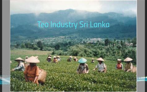 Tea Industry Sri Lanka by Kevin Deland