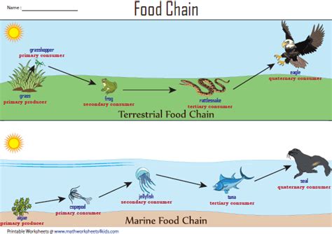 Terrestrial and Marine Food Chain Chart | Food chain worksheet, Food chain, Ocean food chain