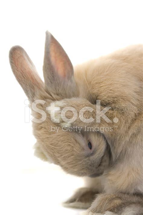 Baby Of Netherland Dwarf Rabbit Stock Photo | Royalty-Free | FreeImages