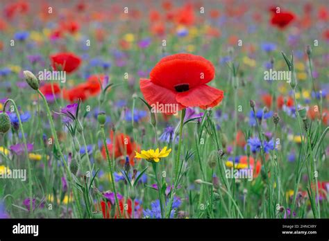 beautiful poppy fields in England Stock Photo - Alamy