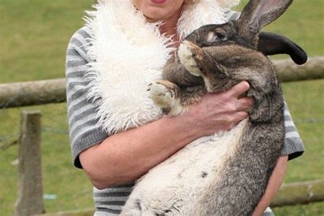 Meet Darius, The Giant Rabbit. - Daily Candid News