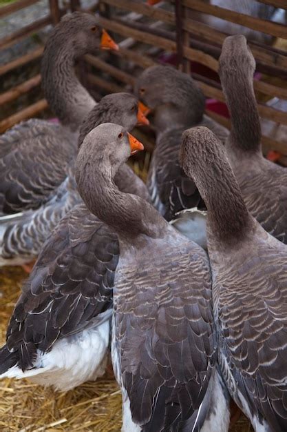 Premium Photo | Group of geese