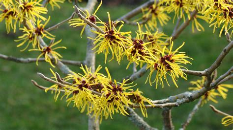 Hamamelis mollis | Plants Direct – Victoria, BC