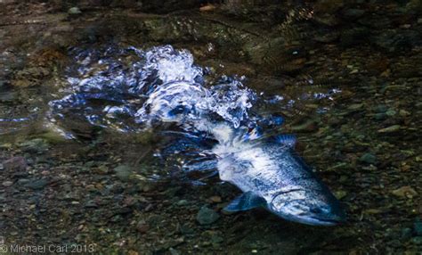 The Ecological Angler - Coho Salmon Spawning 2013 Drought.