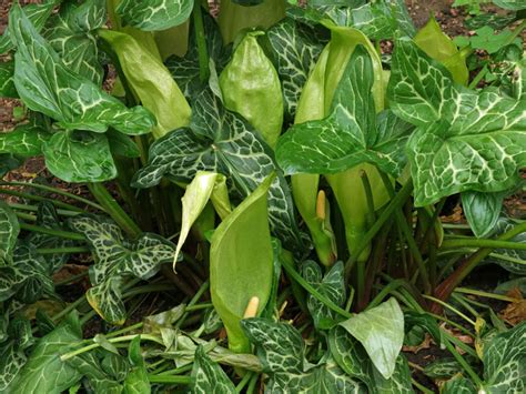 Arum italicum (Italian Arum) - World of Flowering Plants