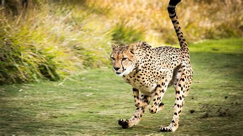 Cheetah Running At Top Speed On A Race Track! - YouTube