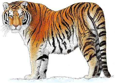 Siberian Tiger Drawing by Roger Hall and Photo Researchers