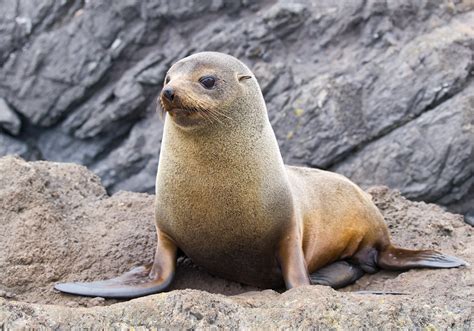 Milford Sound wildlife location in New Zealand, Australasia | Wildlife ...