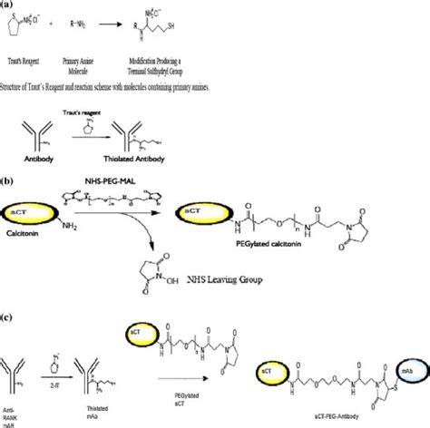 (a) Thiolation of antibodies using Traut’s reagent. (b) Synthesis of ...