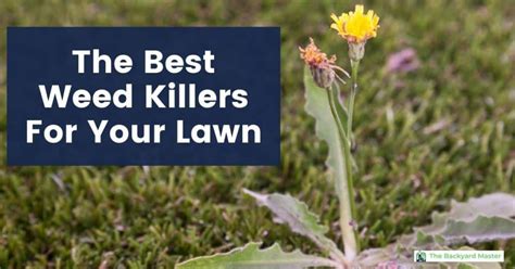 The Best Broadleaf Weed Killer for Lawns: 2024 Review and ...