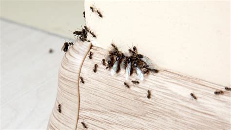 7 Types Of Ants That Might Invade Your Home – Forbes Home