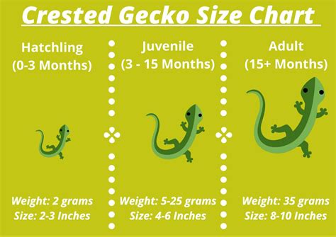 Crested Gecko Size Chart | Gecko, Easy pets, Crested gecko