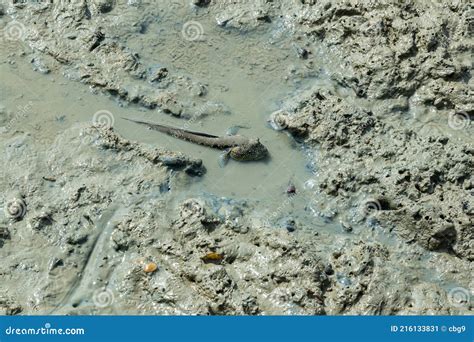 Mudskipper, an Amphibious Fish, on a Muddy Wet Intertidal Habitat Stock Image - Image of ...