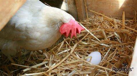 How to Make Chicken Nesting Boxes – Essential Tips for Success – Roosty's