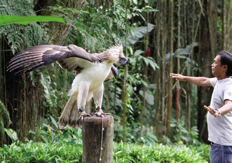 Philippine Eagle Size