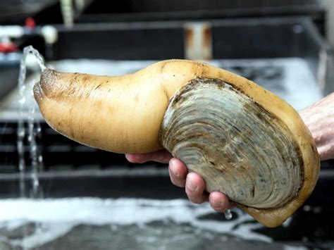 Geoduck Clam – "OCEAN TREASURES" Memorial Library