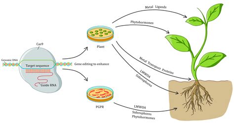 Plants | Free Full-Text | Genome Editing Weds CRISPR: What Is in It for ...