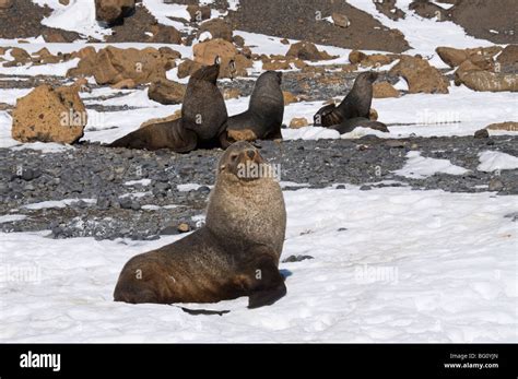 Fur seals at Brown Bluff, Antarctic Peninsula, Antarctica, Polar Regions Stock Photo - Alamy