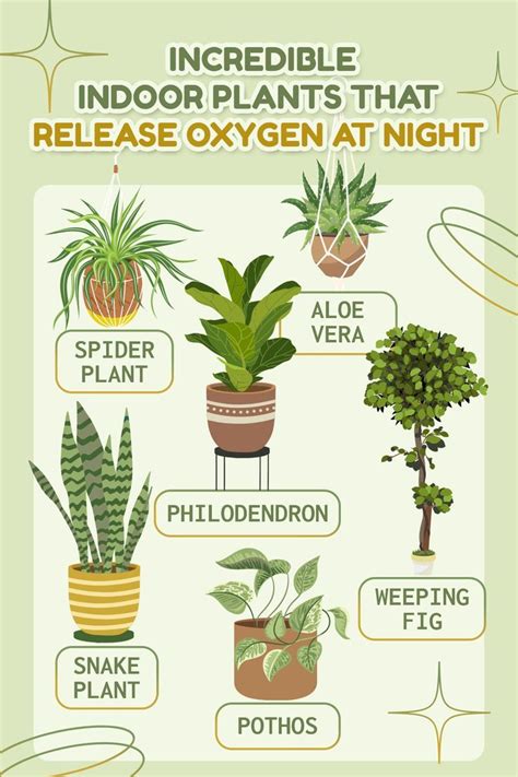 Indoor Plants That Release Oxygen at Night | Plants, House plants ...