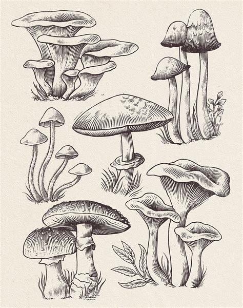 Mushroom Study :: Behance