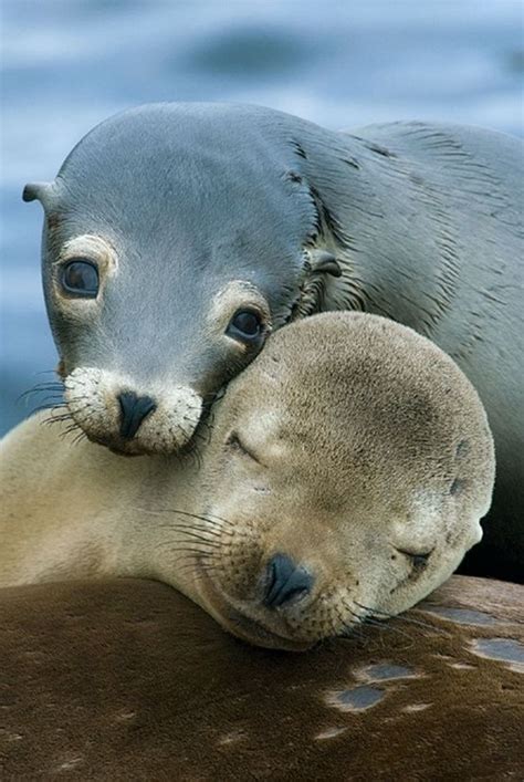 Pair of California Sea Lion pups | Baby animals, Cute animals, Cute baby animals