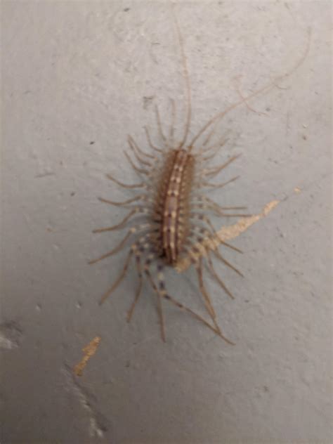 This giant 2 inch silverfish in my basement : r/interestingasfuck