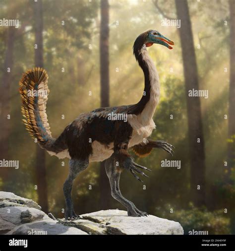 Gallimimus, feathered theropod dinosaur that lived during the Late Cretaceous period Stock Photo ...