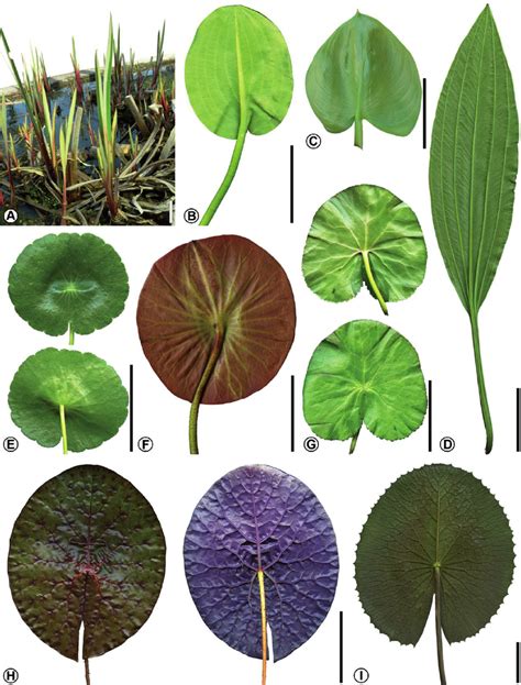 Leaf morphology and venation pattern of some living aquatic angiosperm ...