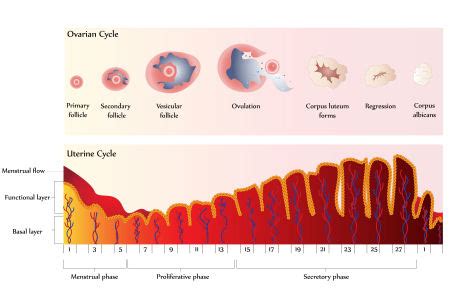 Ovulation Induction | Infertility Treatment | Fertility Clinic PA